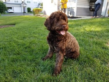 Portugese Water Dog