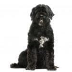 Black Portuguese Water Dog sitting up