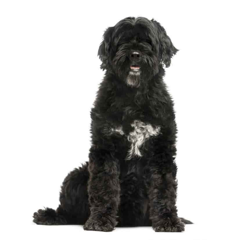 Black Portuguese Water Dog sitting up