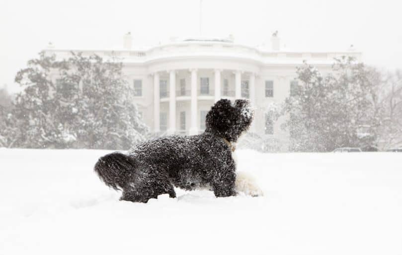 Portie playing in the snow