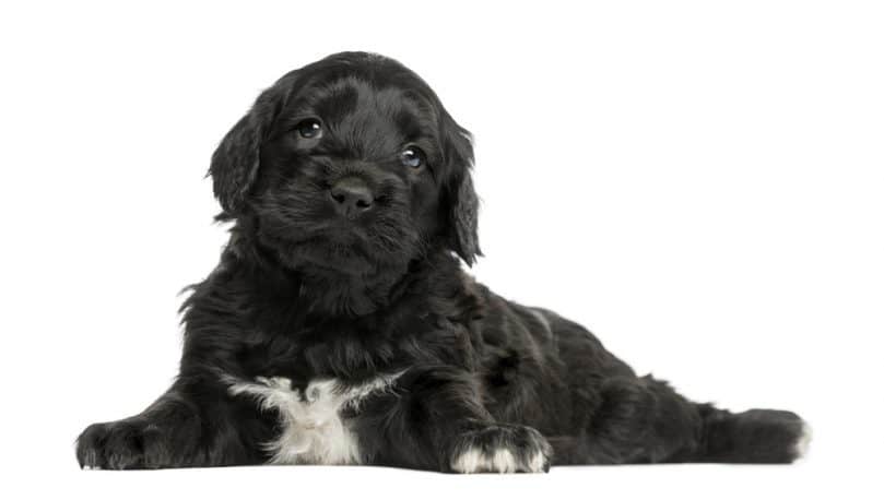 Portuguese Water Dog puppy