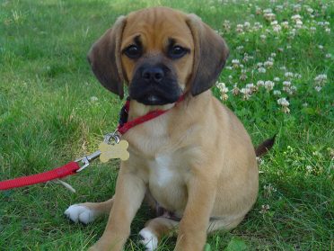 Pug Beagle Mix also known as Puggle