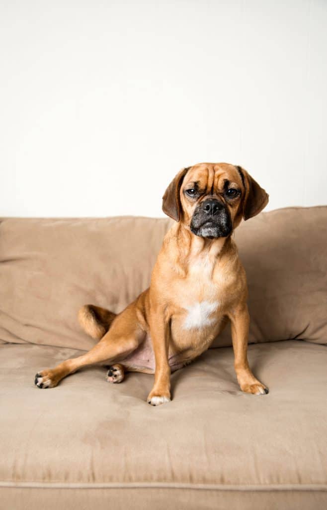 Grown Puggle sitting on the couch at home