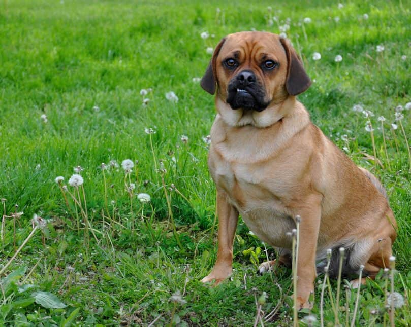 Adult Puggle sitting outside in the grass