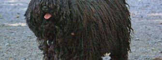 The Puli, Hungary’s Indispensable Herd Dog