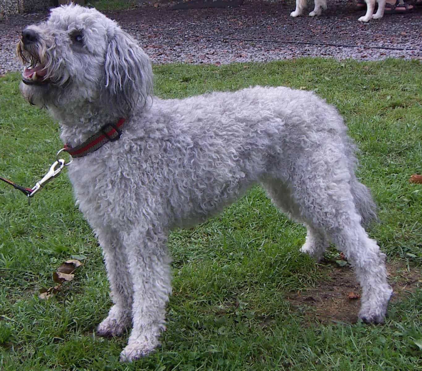 Pumi looking up