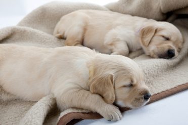 Golden Retriever puppies sleeping on a soft warming mat