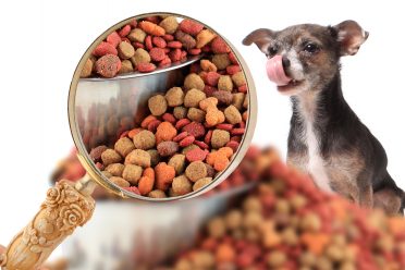 Magnifying glass zooming in on dog food with cute little chihuahua dog licking his nose on a white background