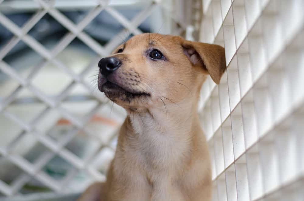 Puppy looking up in pen