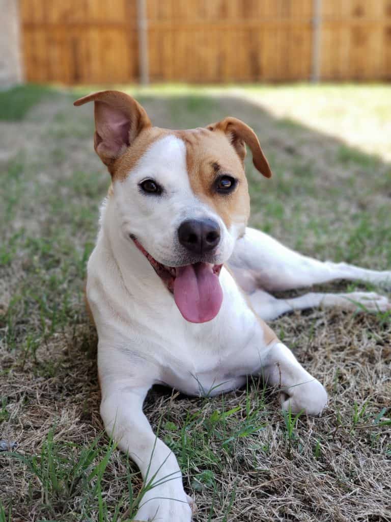 Rat Terrier laying on the grass