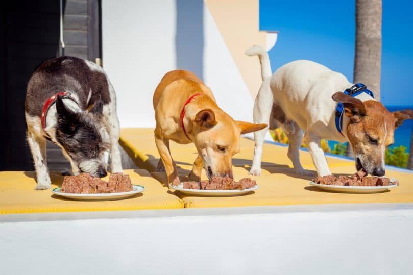 owner feeding a row of dogs with food bowls or plates, outside and outdoors, all at the same time