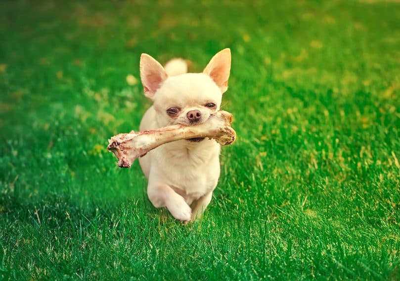 Chihuahua carrying a bone while walking on the grass