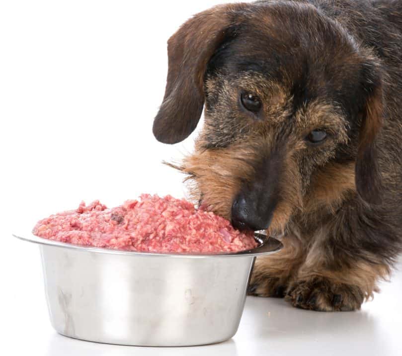 miniature wirehaired dachshund eating a raw dog food on white background