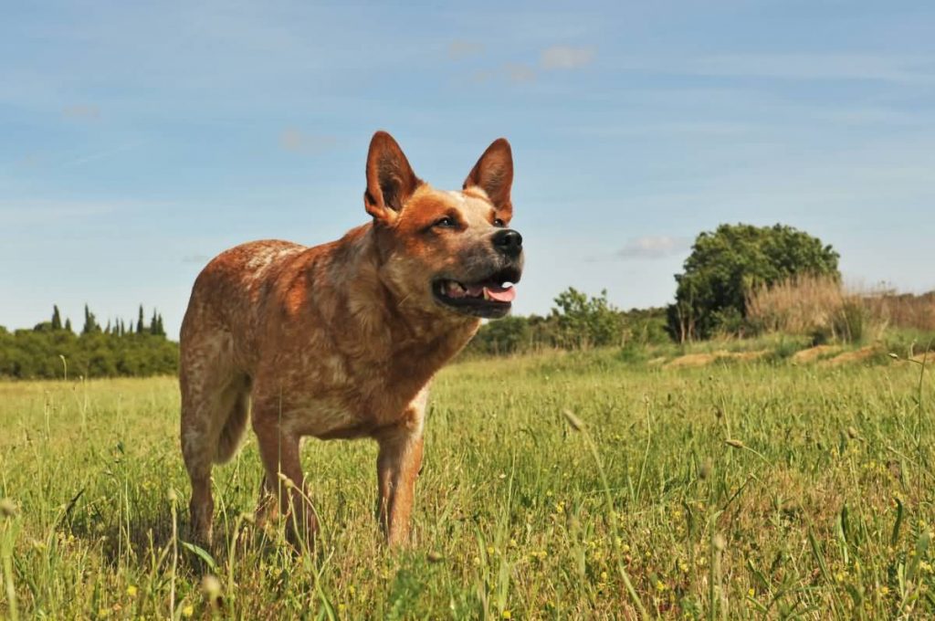 red australian cattle dog upright in a field