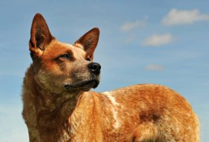 red australian cattle dog upright in a blue sky