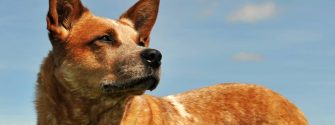 red australian cattle dog upright in a blue sky