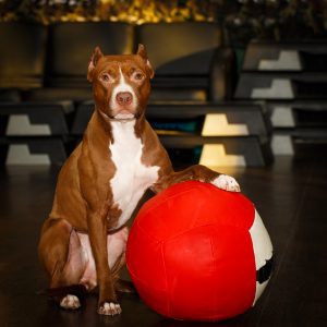 Red Nose American Pit Bull Terrier with big ball