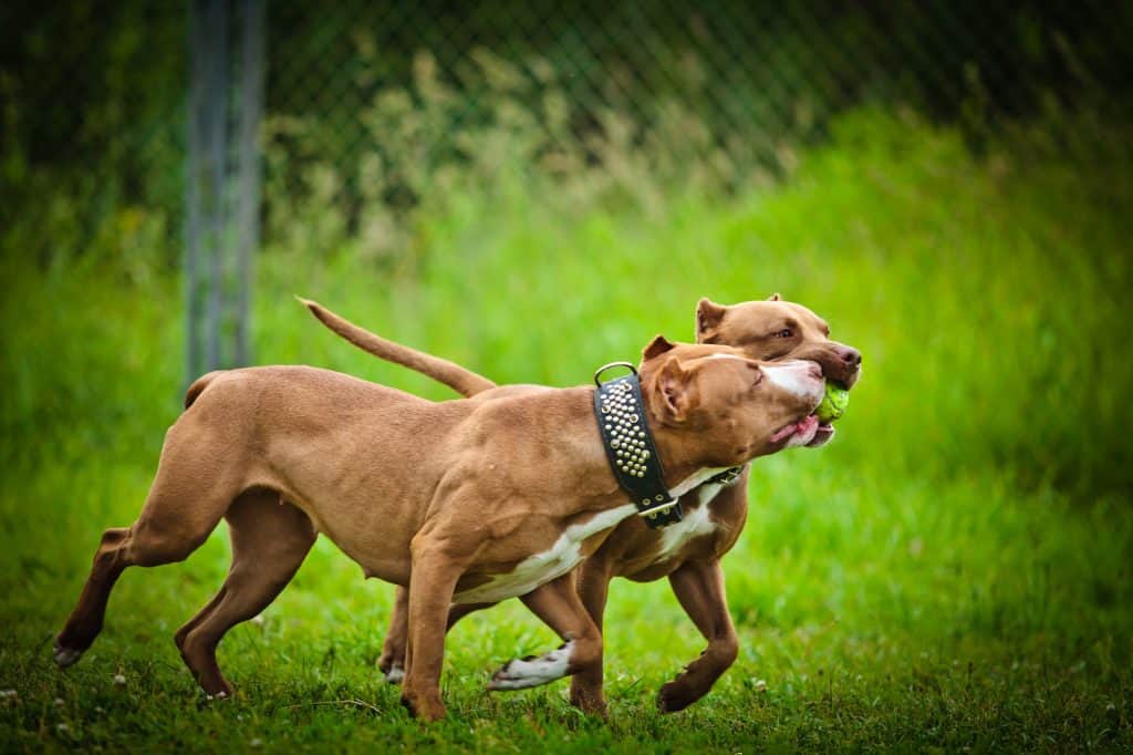 Two red nose pitbulls playing in the park