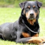 rottweiler german shepherd mix