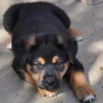 rottweiler german shepherd mix