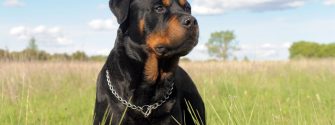 rottweiler_6