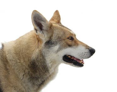 Saarloos Wolfdog side view