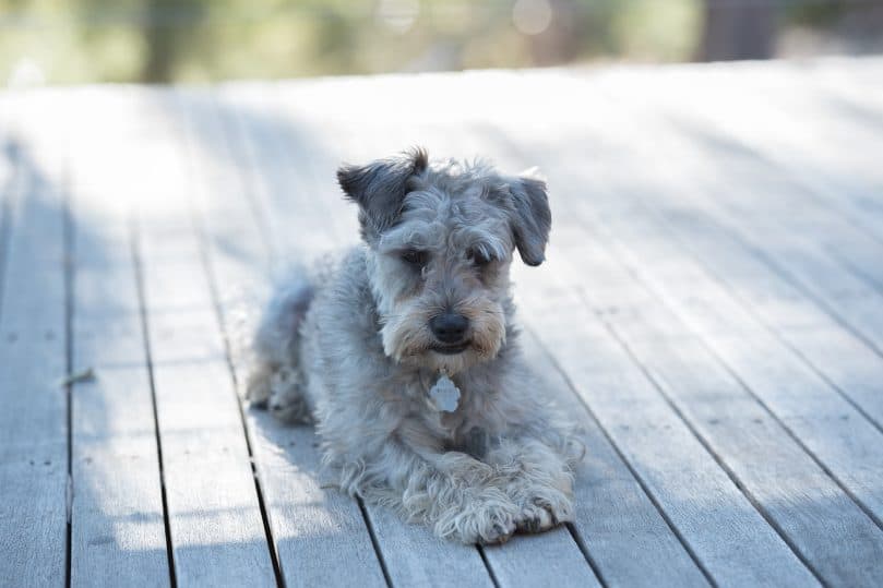 Schnoodle laying down