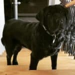 Shar Pei Lab Mix standing on stairs