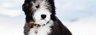 sheepadoodle