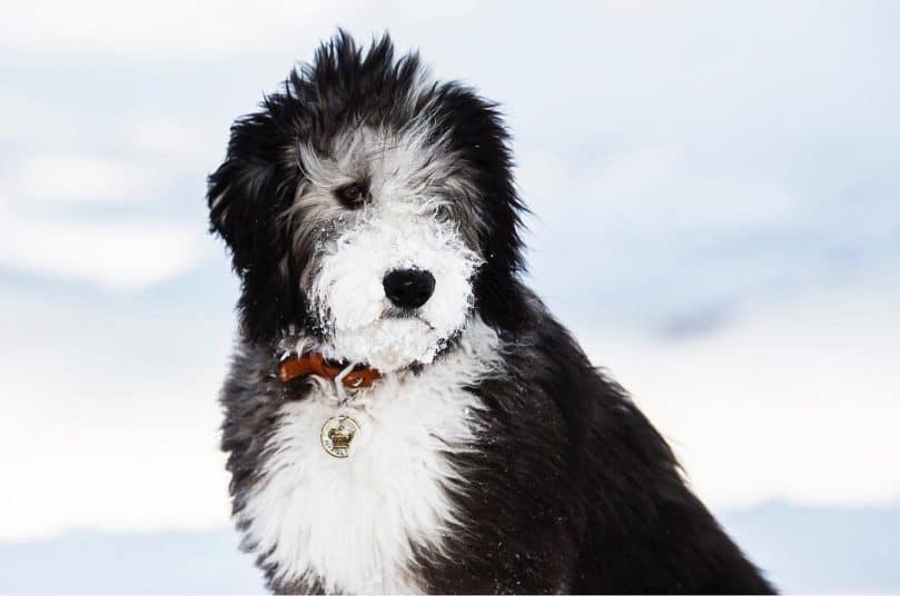 sheepadoodle