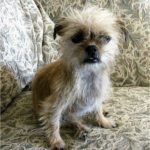 Shih Tzu Chihuahua Mix