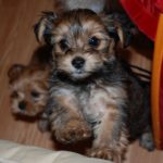 Shih Tzu Yorkie Mix