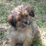 Shih Tzu Yorkie Mix