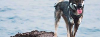 Shikoku Dog standing near the water on a rock