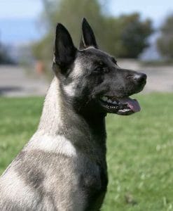 Short-haired Dutch Shepherd portrait