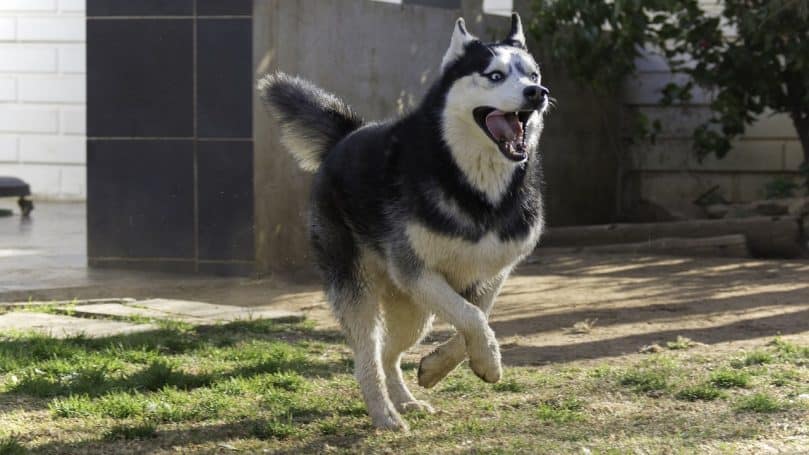 Siberian Husky running outside