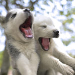 siberian-husky-puppies_5