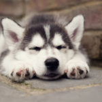 siberian-husky_3