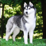 siberian-husky_7