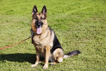 German Shepherd Dog Sitting