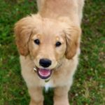 small golden retriever