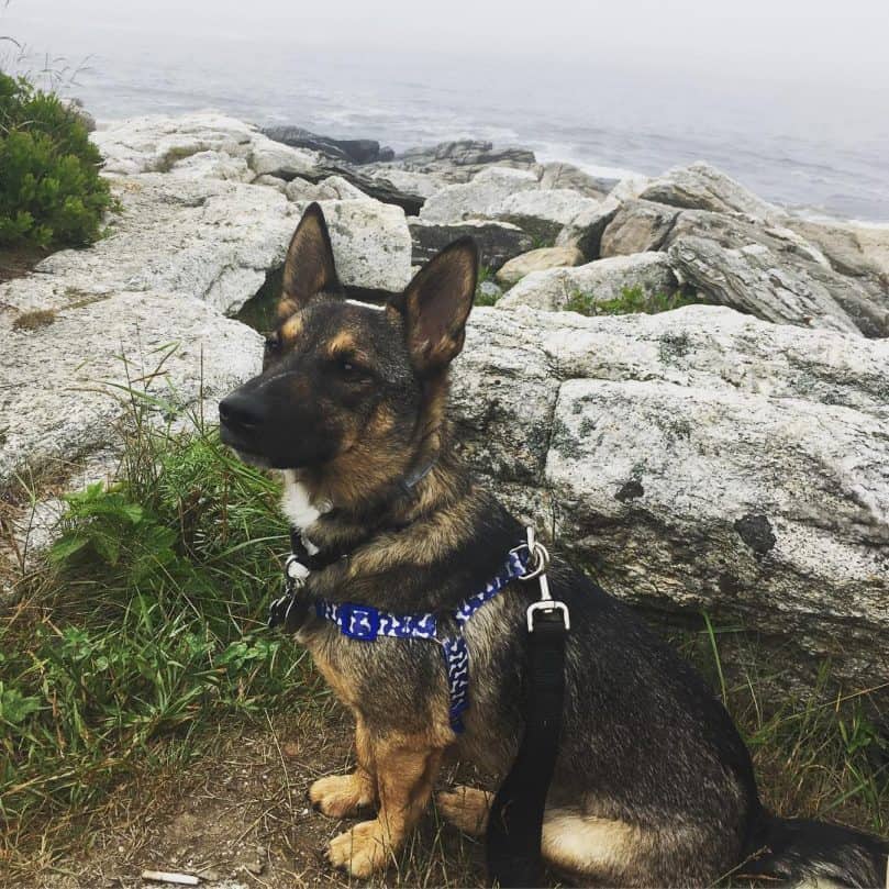 Small German Shepherd sitting outside