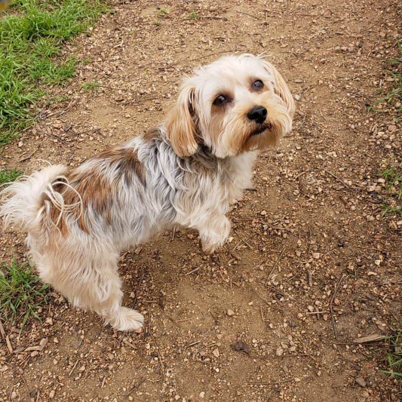 Schnauzer Yorkie Mix outdoors