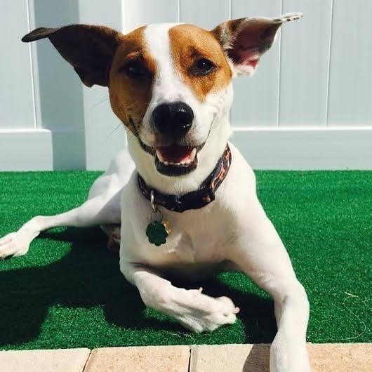 A Feist dog laying down