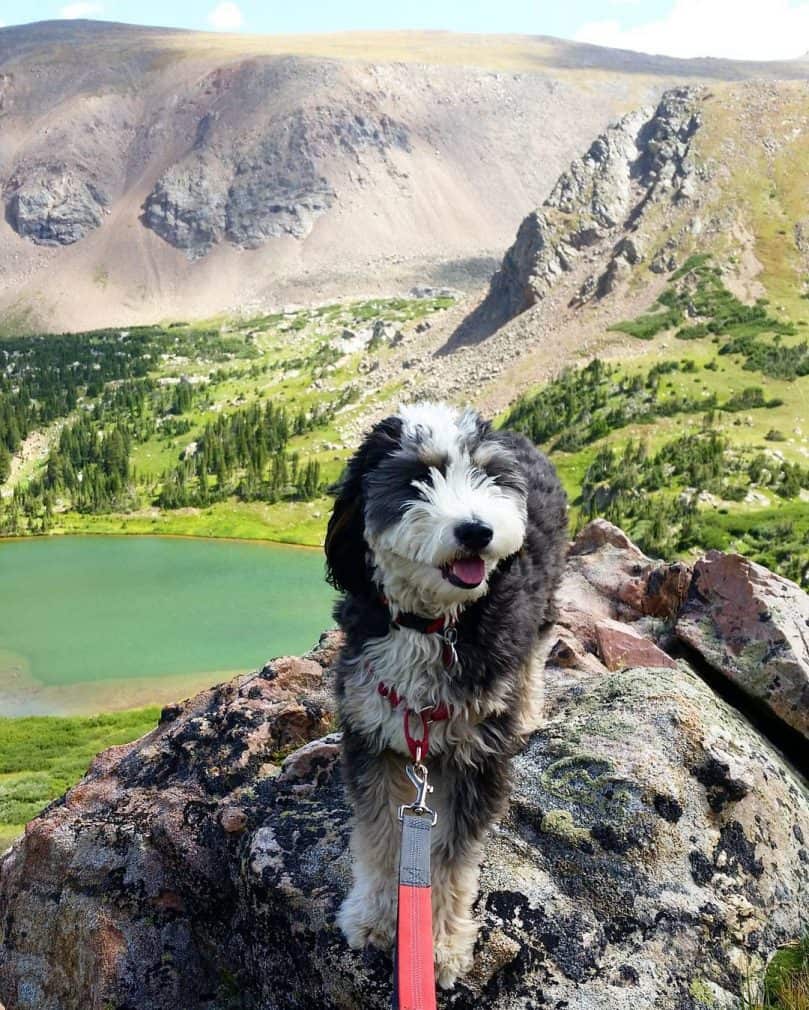 Standard Bernedoodle out for a hike on a leash