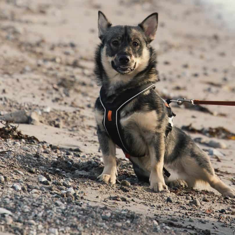 Swedish Vallhund sitting in the sand