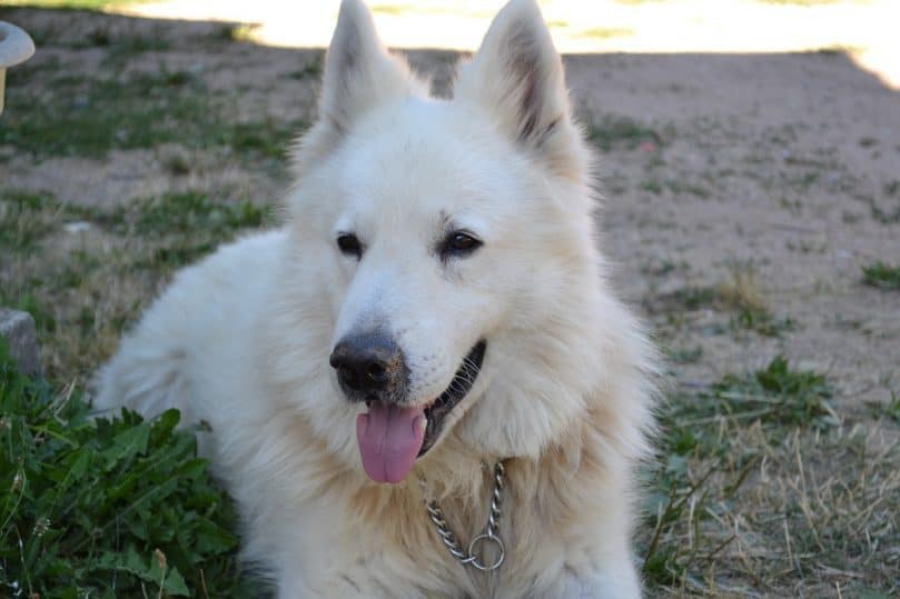 Berger Blanc Suisse laying