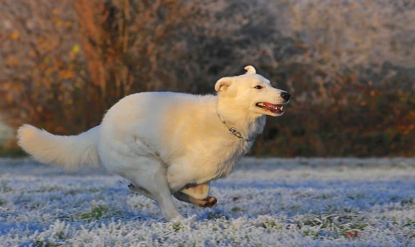 Berger Blanc Suisse runs