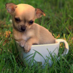 teacup chihuahua