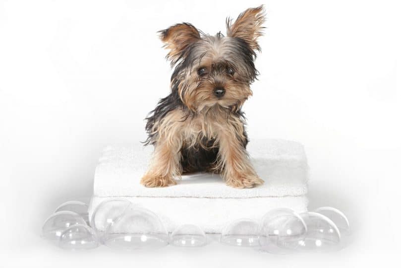 Tiny Teacup Yorkshire Terrier on White Bathing